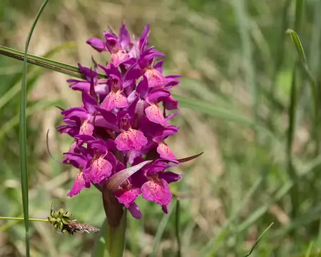 FM9A7398 Orchis alpestre (Dactylorhiza majalis subsp. alpestris (Pugsley) Senghas, 1968)