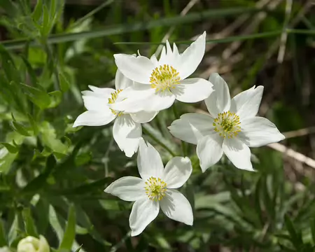 FM9A7409 Anémone à fleurs de narcisse (Anemone narcissiflora L., 1753)