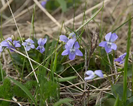 FM9A7424 Violette des montagnes (Viola canina subsp. ruppii (All.) Schübler & G.Martens, 1834)