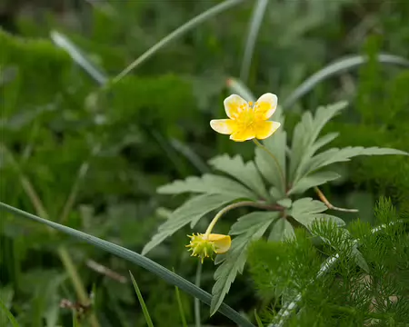 FM9A7430 Anémone fausse-renoncule (Anemone ranunculoides L., 1753)