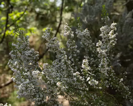 FM9A7498 Bruyère arborescente (Erica arborea L., 1753)