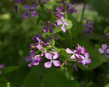 FM9A7528 Lunaire annuelle (Lunaria annua L., 1753)