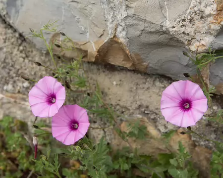 FM9A7684 Fausse guimauve (Convolvulus althaeoides L., 1753)