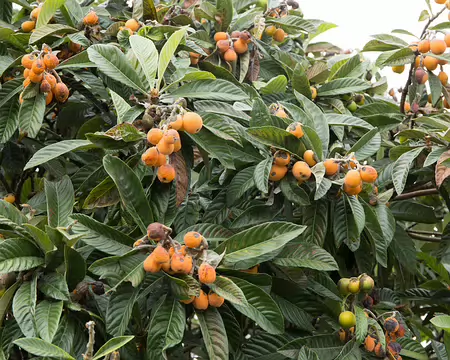 FM9A7694 Néflier du Japon