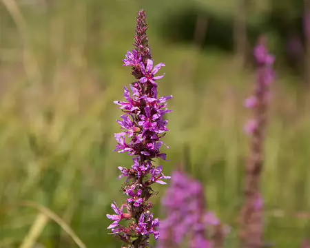 FM9A4461 Salicaire (Lythrum salicaria L., 1753)