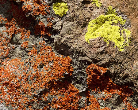 FM9A0932 Lichens