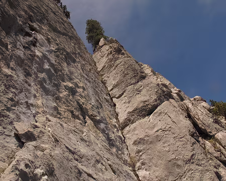 040 A la sortie du dièdre, l’arbre où certains s’aventurent à installer un relais non obligatoire