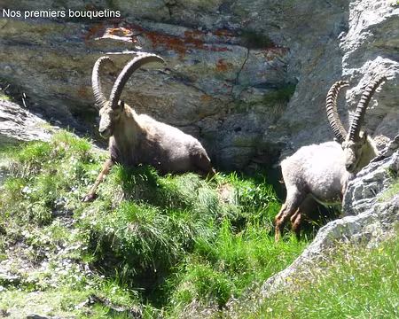P1060467 Nos premiers bouquetins