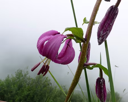 P1060620 Un lys martagon