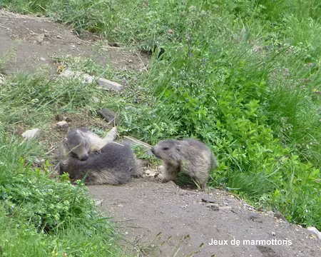 P1060676 Jeux de marmottons