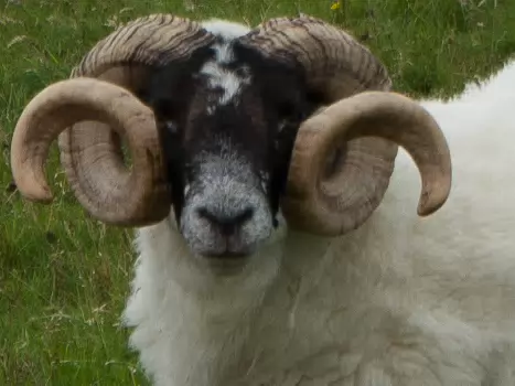 2016-08 Hébrides extérieures