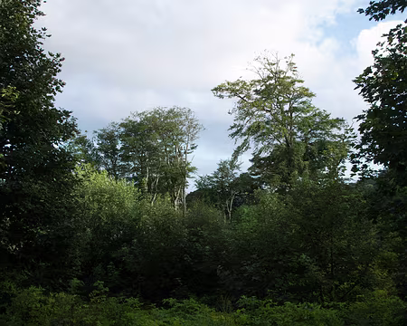 2016_09_06_17-55-22 Incroyable, des arbres, tout un bois