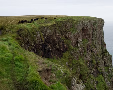 2016_09_07_11-44-17 Moutons noirs à Tolsta Head