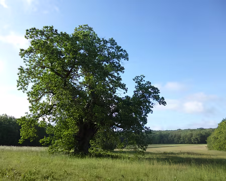 P1120657 Vieux châtaignier
