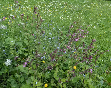 20210701-09h21m24s-PXL_20210701_072124806-V3