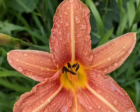 20210706-15h06m20s-PXL_20210706_130620799-V3