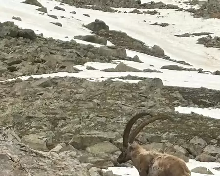 026 Bouquetin sur l’arête rocheuse suivie lors de la montée. Le 20/06, départ 6h30. Pont 8h30 (2h)