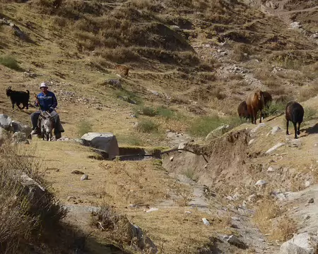 Rencontre avec un berger et ses moutons (CF)