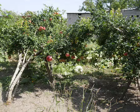 Des grenadiers dans le jardin de notre guest-house.