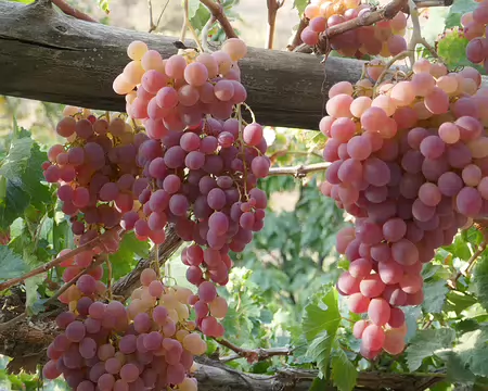 À la guest-house de Kusichi.