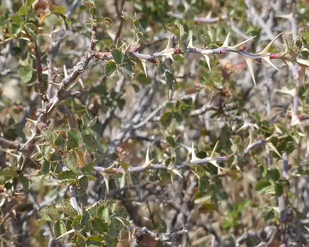 Que de piquants, et quels piquants !