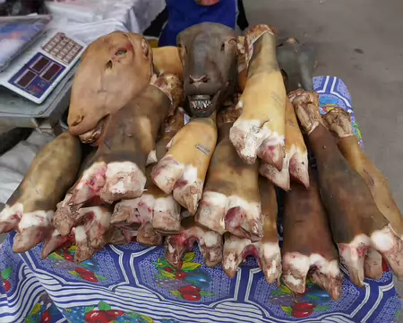 Tout est bon dans le mouton !