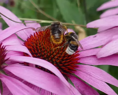 Dans le jardin à l'extérieur des murs.