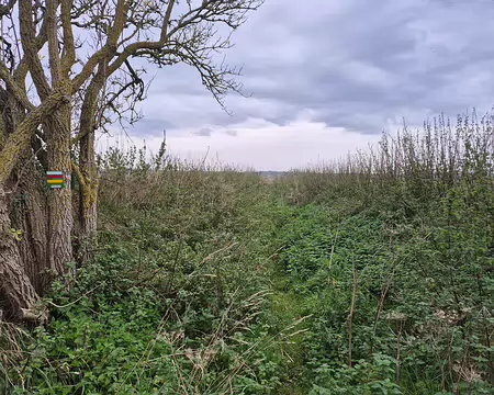 20251019_124552 Pour la portion entre le Bois de Crucy et le cimetière de Maudétour-en-Vexin, le port du pantalon est recommandé.