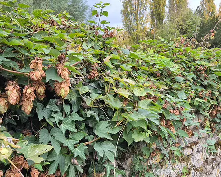 20251019_143943 Houblon de Saint-Cyr-en-Arthies.