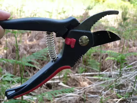 2009-05 Phytolaques de Fontainebleau détail de la sortie