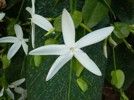 2011-05 Paris - Nature insolite Bernadette P, détail sortie
