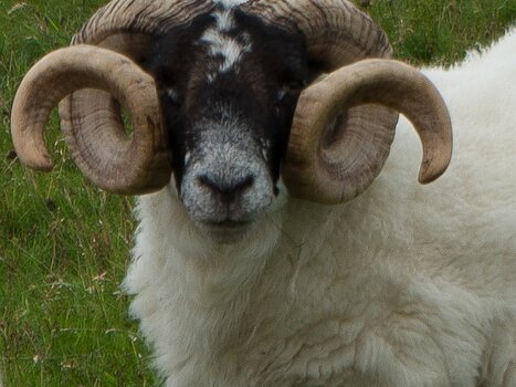 2016-08 Hébrides extérieures Alain Z, détail sortie