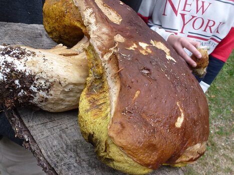 2019-10 UF2 Carto Michel D, détail sortie