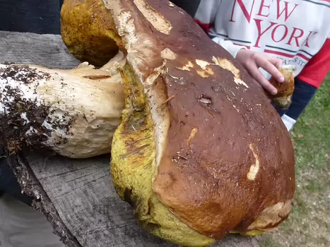 2019-10 UF2 Carto Michel D, détail sortie