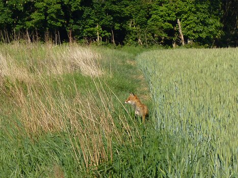 2020-05 Hurepoix Dominique F