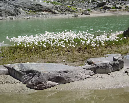 019 Linaigrettes romantiques.