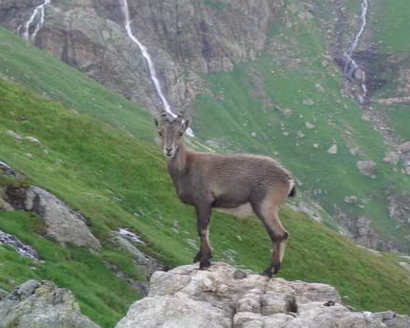 083 Bouquetin curieux.