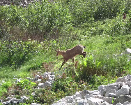 img_0077 surprise sur le sentier de descente( photo Martine Grive)