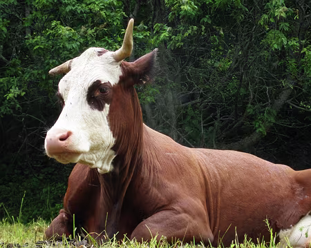 P7080044 Pour les montagnes suivez ma corne