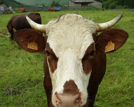 P7080047 Comment cela je ne suis pas la plus belle ?