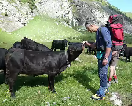 Zinal 004 les vaches suisses sont noires !