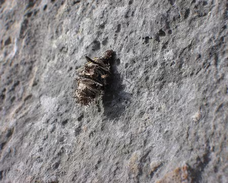 PXL008 Drôles d'habitants sur le calcaire ariégeois !