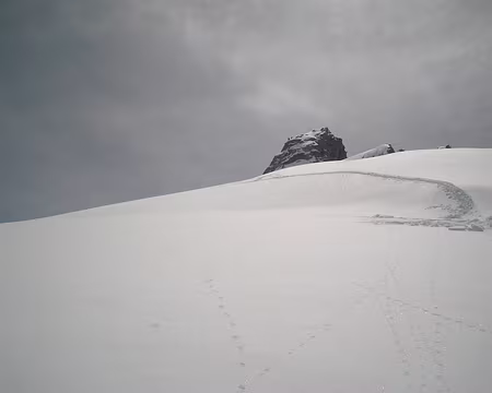 PXL011 la pointe ISABELLA