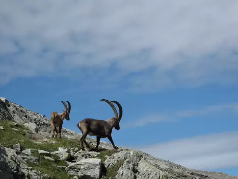 2011-07 Pointe du Genepi