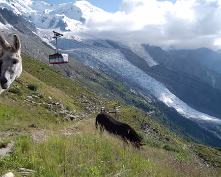 Deux ânes, au plan de l'Aiguille
