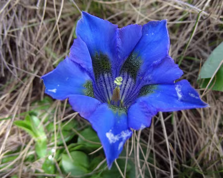 PXL006 gentiane de koch