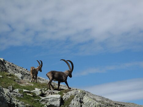 2011-07 Pointe du Genepi détail de la sortie