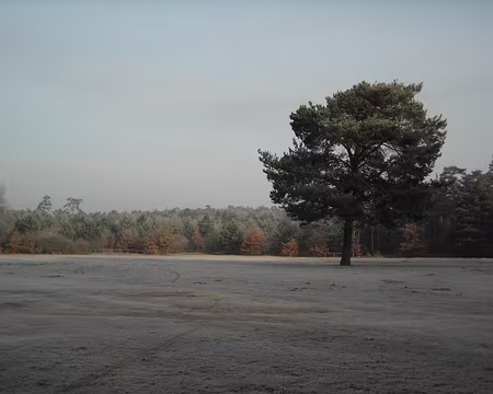 Première sortie 2009, paysage givré Première sortie de l'année 2009 au Rocher Saint-Germain, paysage givré