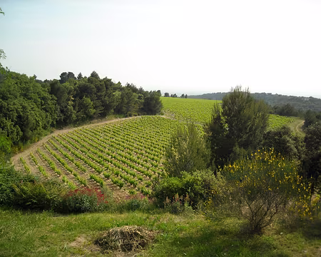 le paysage a changé: cette fois les vignes sont vertes et les genêts d'or!