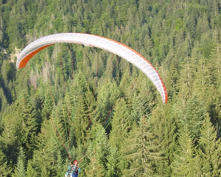 15 Jean, son aile Zulu et sa bosse au milieu de l'aile (non, il ne s'est pas cogné à un arbre).